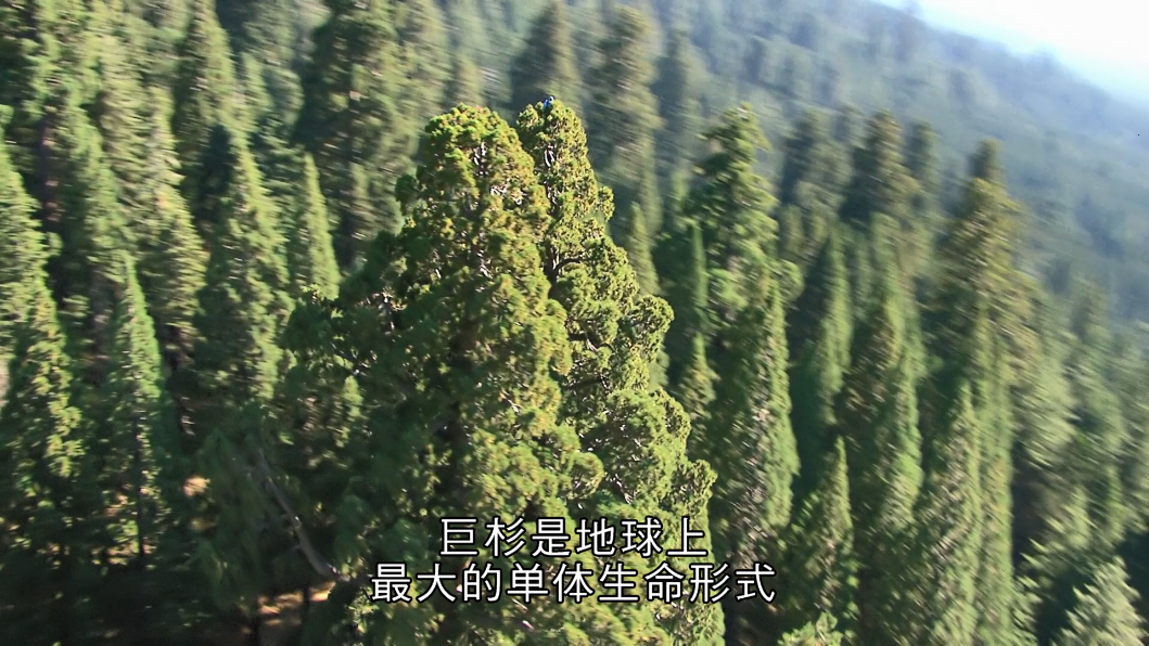 BBC纪录片《植物之歌》全3集1080P英文发音中文字幕高清