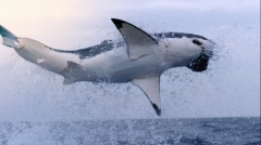 BBC《碧海狂鲨 SHARK》全3集英语无字幕720P高清纪录片