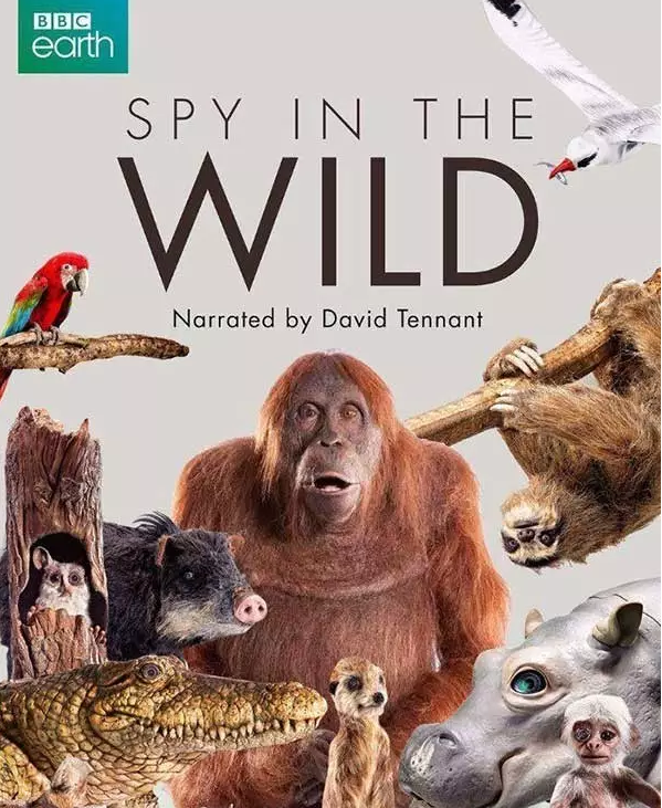 BBC动物世界纪录片：荒野间谍 第一季 Spy in the Wild全5集