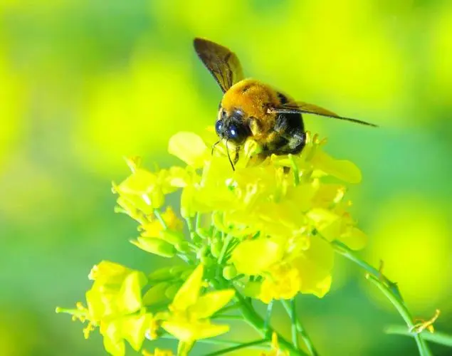 6.幼儿趣味百科知识大全:蜜蜂是怎样学习飞行的