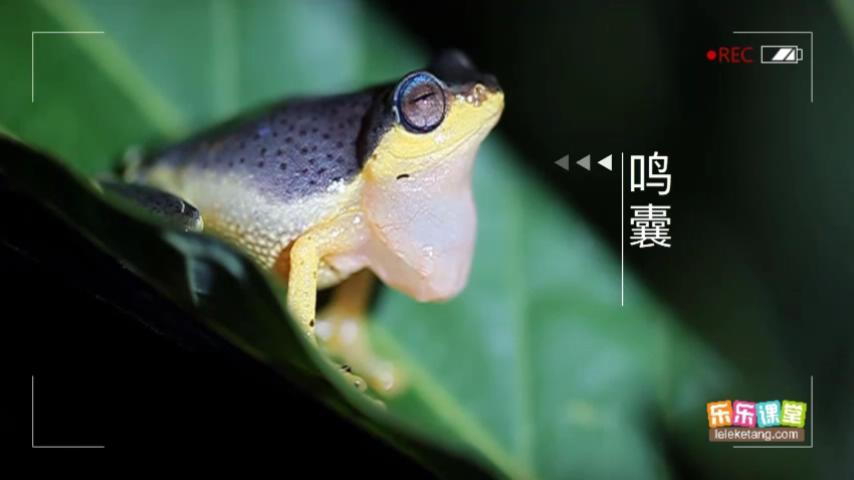 看动画学初中生物MP4高清视频课程