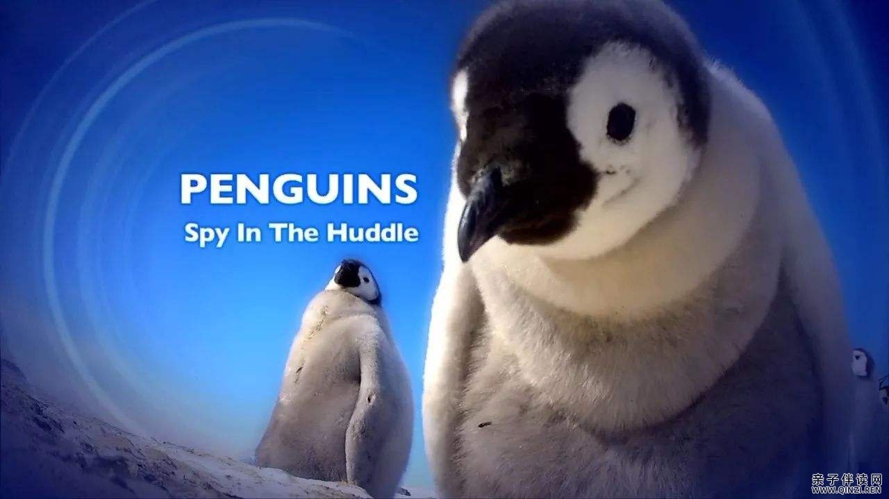 企鹅群里有特务 Penguins.720p.BluRay.x264-GOTEi[PublicHD]