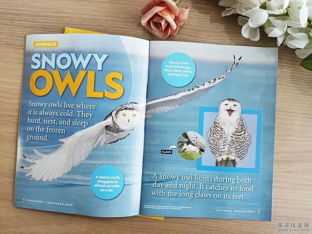 National Geographic Little Kids 2014-2024年11年PDF电子版合集美国国家地理幼儿版百度云网盘下载