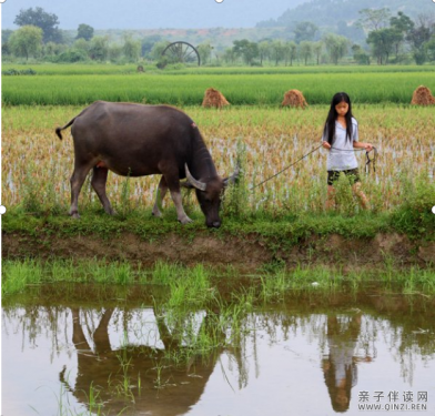 70、80后放牛的儿童----深深回忆